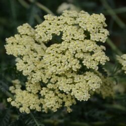 Achillea filipendulina 'Hymne'