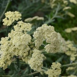 Achillea filipendulina 'Hymne'