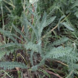 Achillea filipendulina 'Hymne'