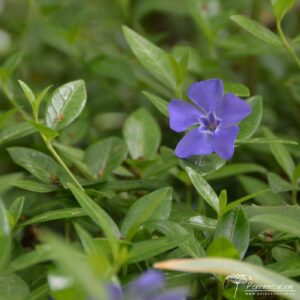 Vinca minor La Grave