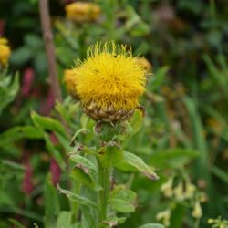 Centaurea macrocephala