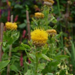 Centaurea macrocephala