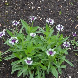 Centaurea montana Purple Heart