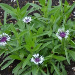 Centaurea montana Purple Heart