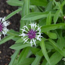 Centaurea montana Purple Heart