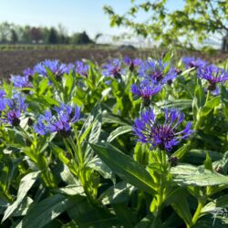 Centaurea montana