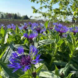 Centaurea montana