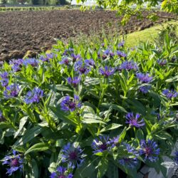 Centaurea montana