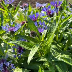 Centaurea montana