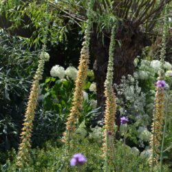 Digitalis ferruginea