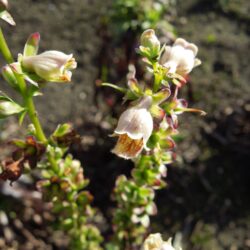 Digitalis ferruginea