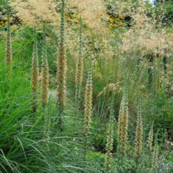 Digitalis ferruginea