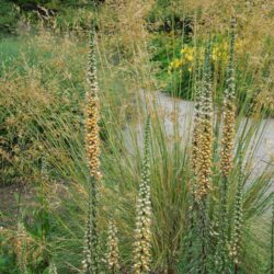 Digitalis ferruginea