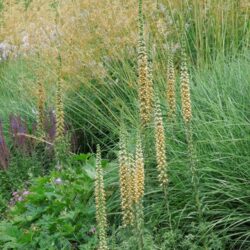 Digitalis ferruginea