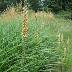 Digitalis ferruginea