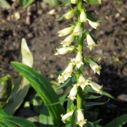 Digitalis lutea