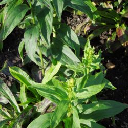 Digitalis lutea