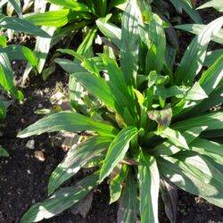 Digitalis lutea