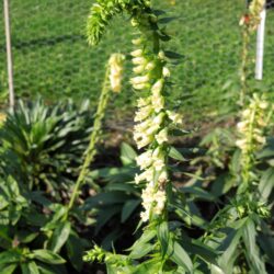 Digitalis lutea