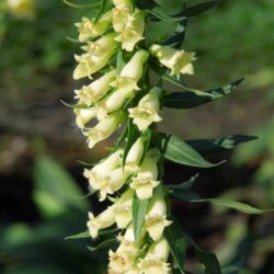 Digitalis lutea