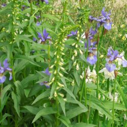 Digitalis lutea