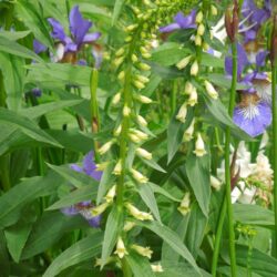 Digitalis lutea