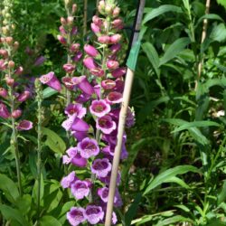 Digitalis purpurea Candy Mountain