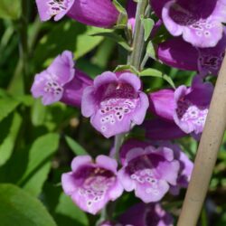 Digitalis purpurea Candy Mountain