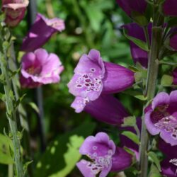 Digitalis purpurea Candy Mountain