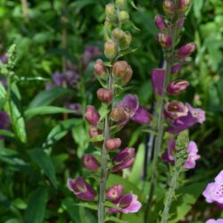 Digitalis purpurea Candy Mountain