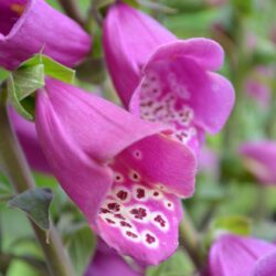 Digitalis purpurea Dalmation Purple