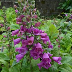 Digitalis purpurea Dalmation Purple