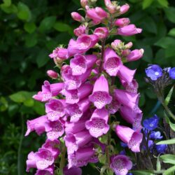 Digitalis purpurea Dalmation Purple