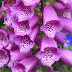 Digitalis purpurea Dalmation Purple