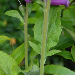 Digitalis purpurea Dalmation Purple