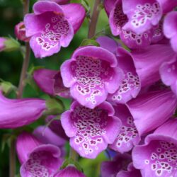 Digitalis purpurea Dalmation Purple