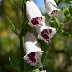 Digitalis purpurea Pam's Choice