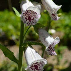 Digitalis purpurea Pam's Choice