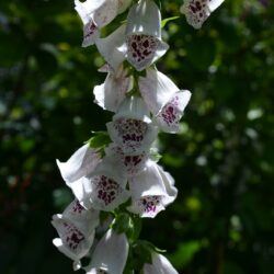 Digitalis purpurea Pam's Choice