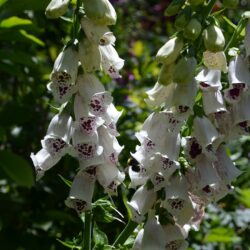 Digitalis purpurea Pam's Choice