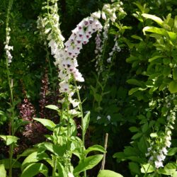 Digitalis purpurea Pam's Choice