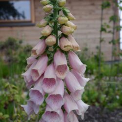 Digitalis purpurea Sutton's Apricot