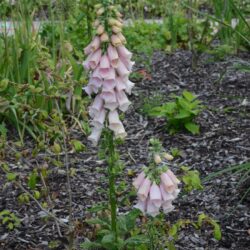 Digitalis purpurea Sutton's Apricot