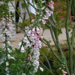 Digitalis purpurea Sutton's Apricot