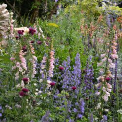 Digitalis purpurea Sutton's Apricot