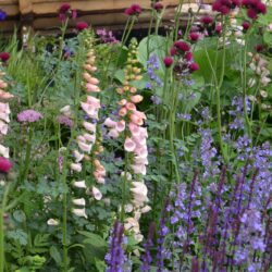 Digitalis purpurea Sutton's Apricot