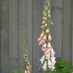 Digitalis purpurea Sutton's Apricot