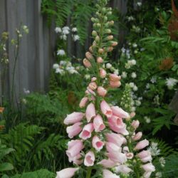 Digitalis purpurea Sutton's Apricot