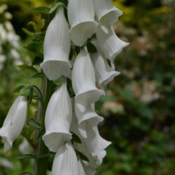 Digitalis purpurea f. albiflora