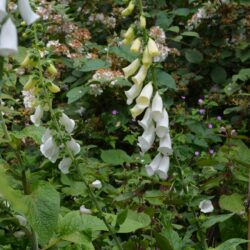 Digitalis purpurea f. albiflora